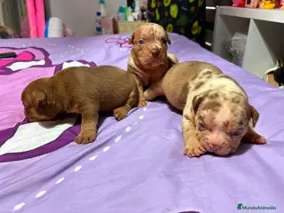 American Bully perros American Bully pocket - Anuncio 1