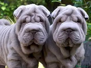 Shar Pei perros LOS SHAR PEI MAS SANOS Y BONITOS en Málaga - Anuncio 28