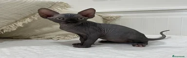Sphynx 2