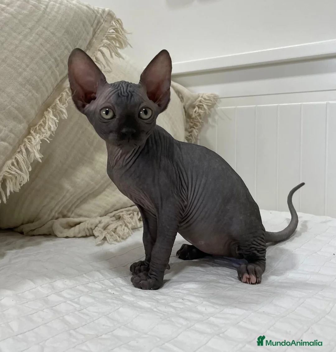 Sphynx gatos en venta: gatos sphynx - Anuncio 3