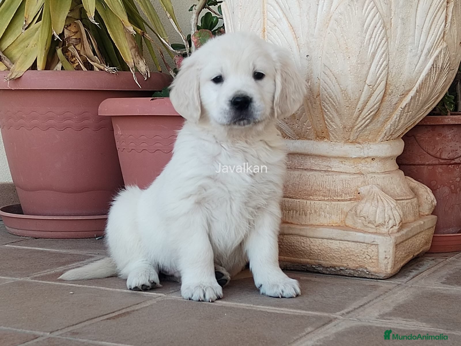 Golden Retriever perros CACHORROS DE GOLDEN RETRIEVER - Anuncio 1