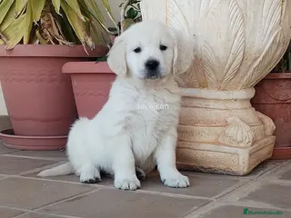 Golden Retriever perros CACHORROS DE GOLDEN RETRIEVER - Anuncio 1