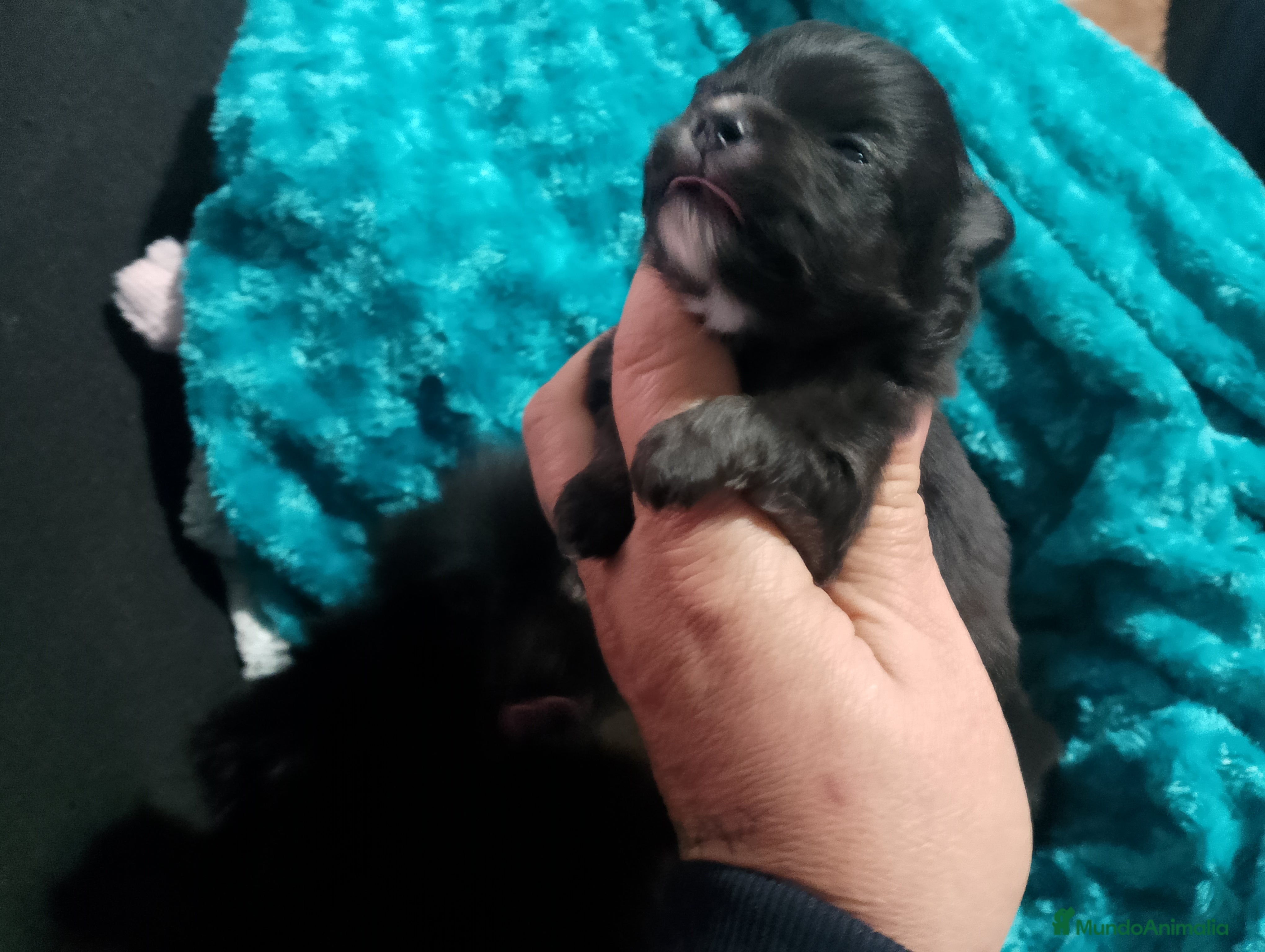 Pomerania perros Pomera en el macho y hembra negros  - Anuncio 1