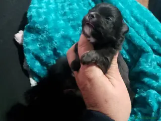Pomerania perros Pomera en el macho y hembra negros - Anuncio 1
