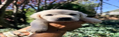 Labrador Retriever 1