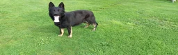 Pastor Alemán perros en venta: Cachorros pastor aleman - Anuncio 1