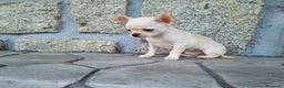 Chihuahua perros en venta: Chihuahuas de los Montes de Castilla  en Toledo - Anuncio 4