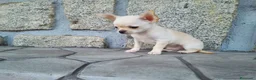 Chihuahua perros en venta: Chihuahuas de los Montes de Castilla  en Toledo - Anuncio 4