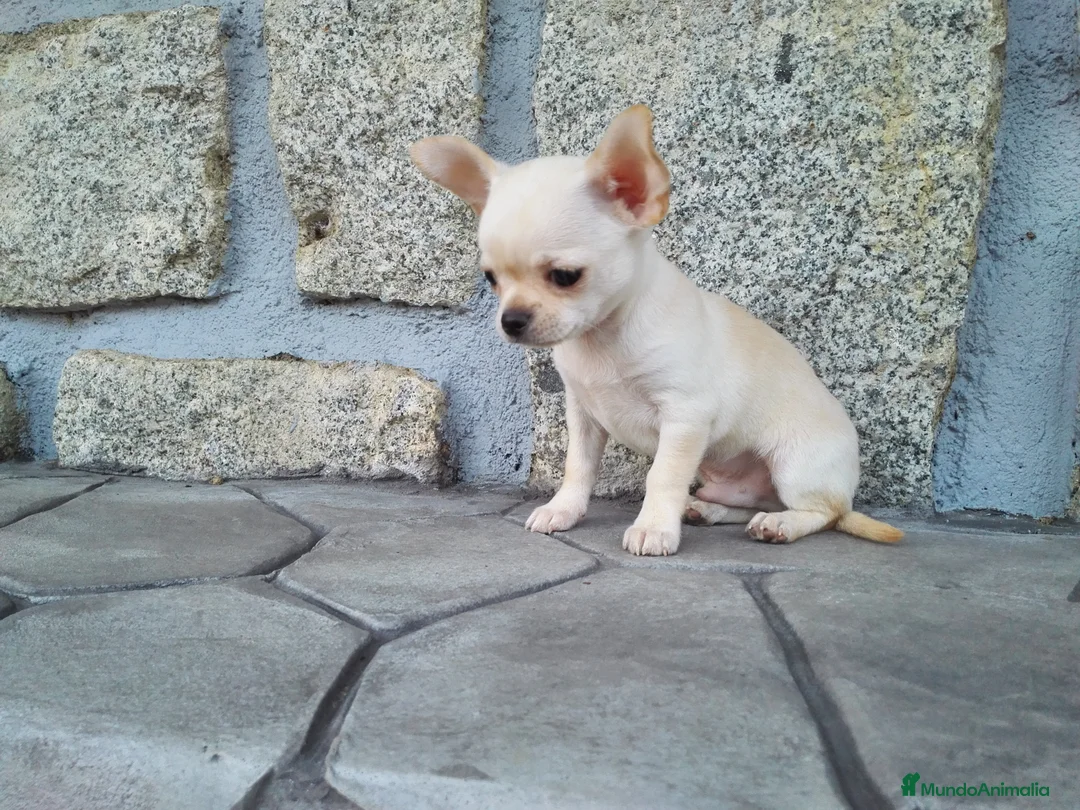 Chihuahua perros en venta: Chihuahuas de los Montes de Castilla  en Toledo - Anuncio 4