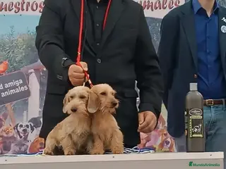 Teckel Miniatura perros Teckel kaninchen pelo duro - Anuncio 31