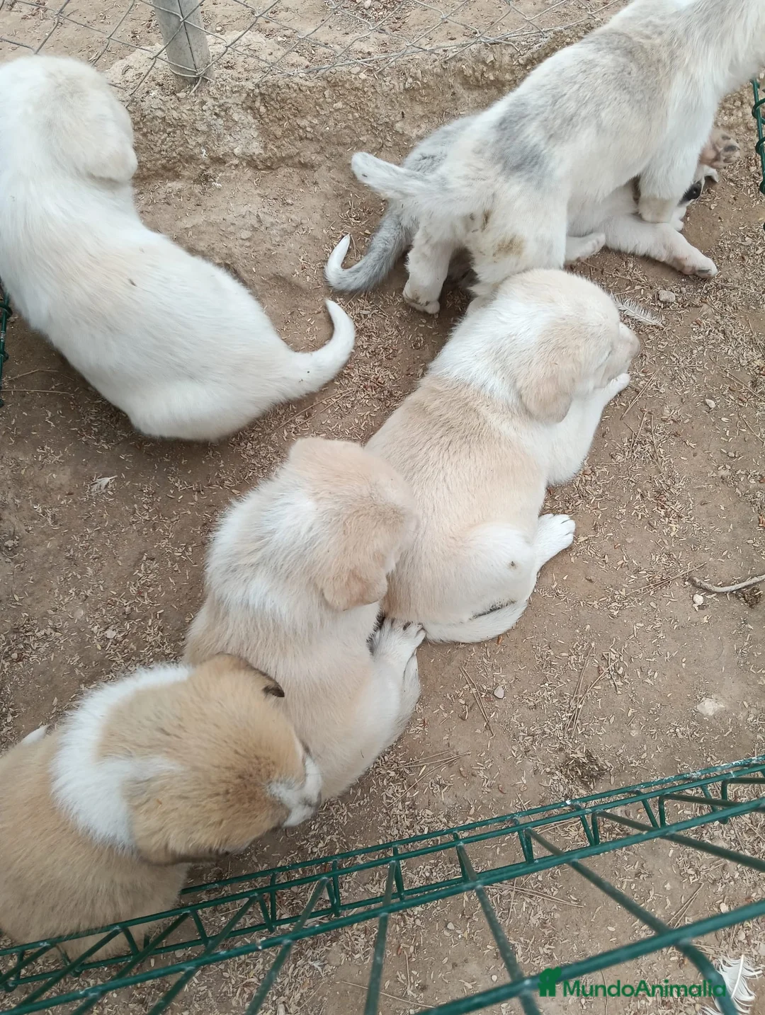 Mastín Español perros en venta: Mastín español exclusivos - Anuncio 2