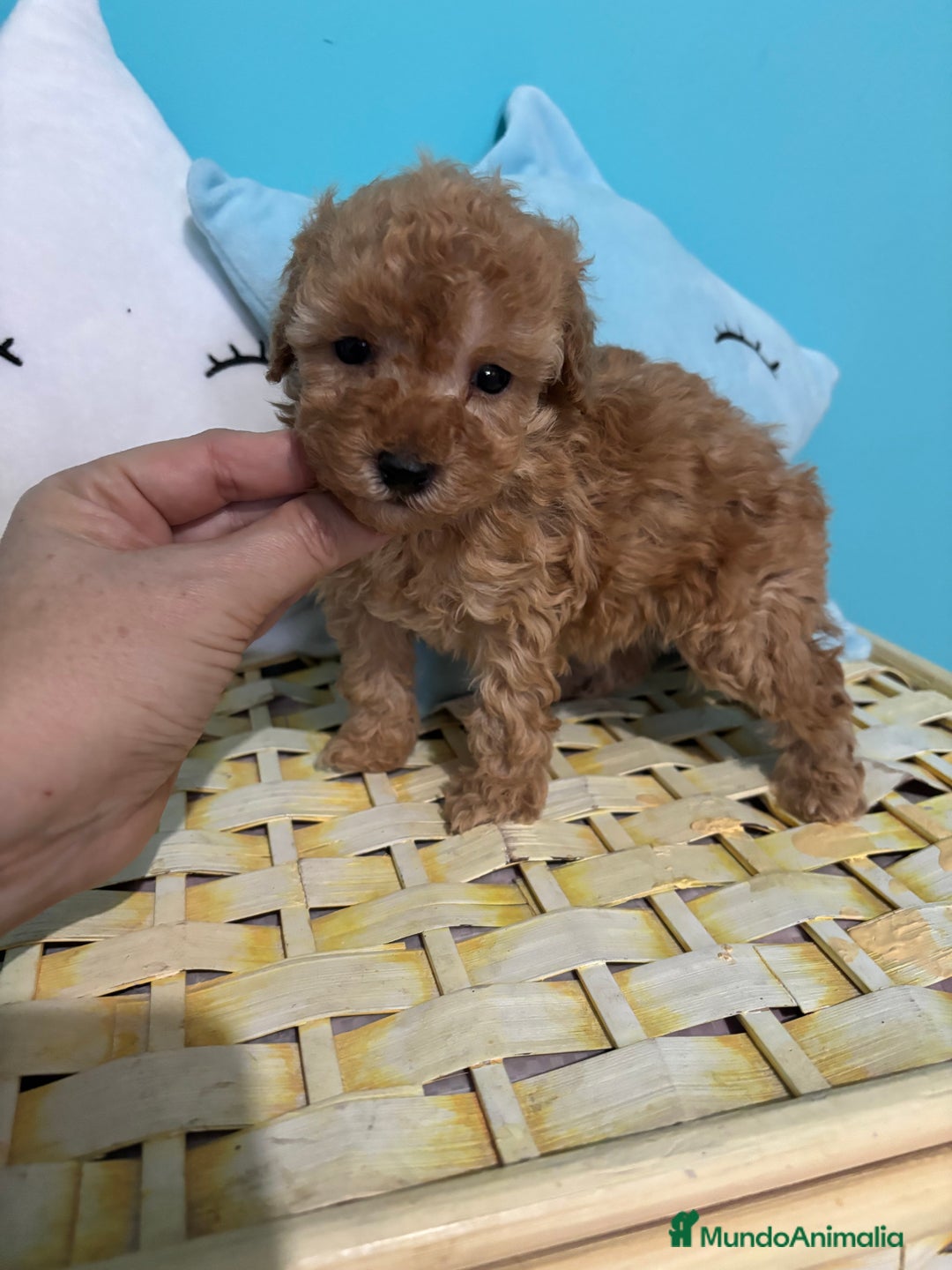 Caniche Toy perros en venta:  Caniche Toy Hembra Apricot  - Anuncio 2