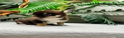 Chihuahua perros en venta: CHIHUAHUAS CHOCOLATE - Anuncio 3