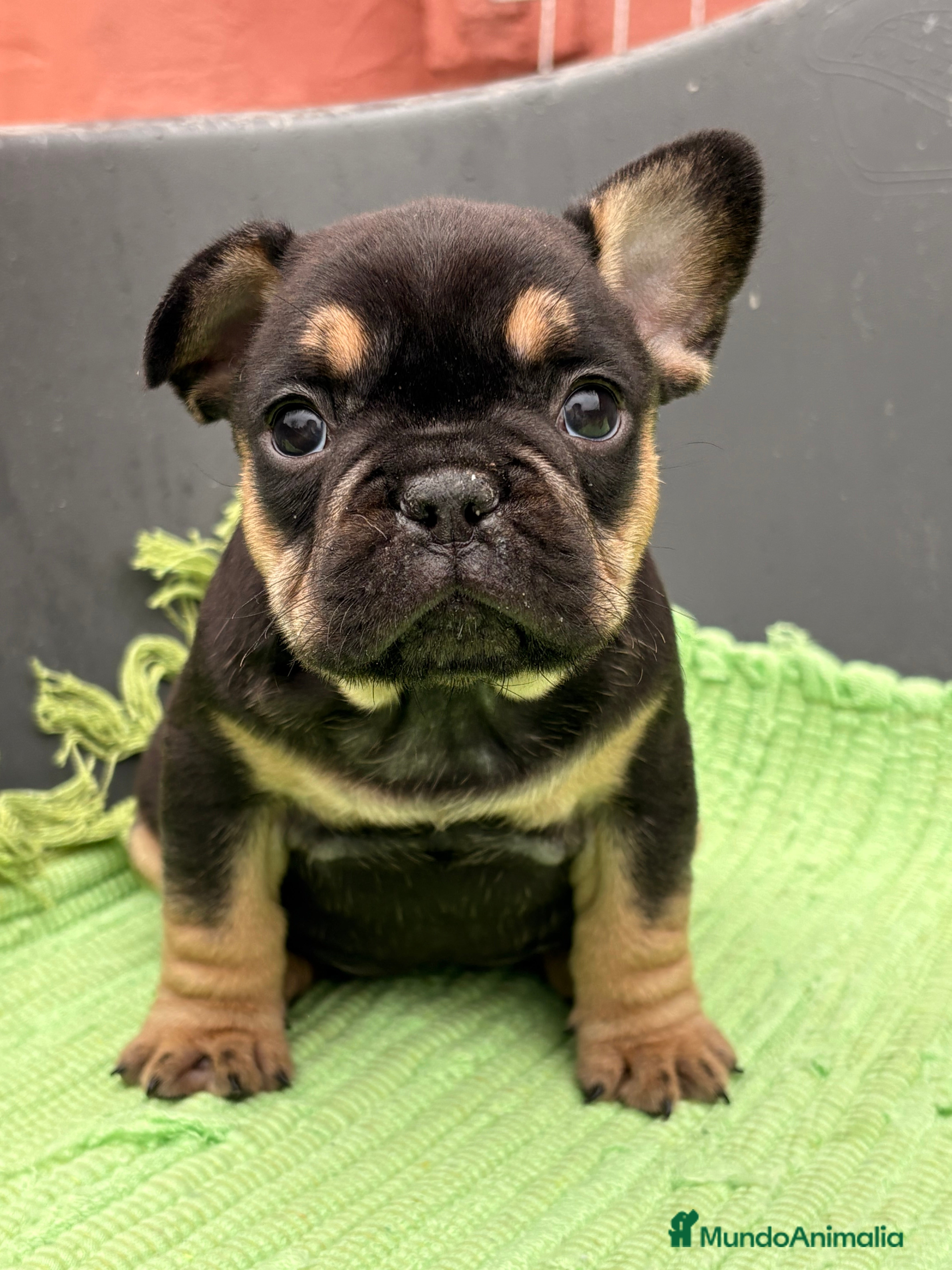 Bulldog Francés perros Bulldog francés exóticos  - Anuncio 1