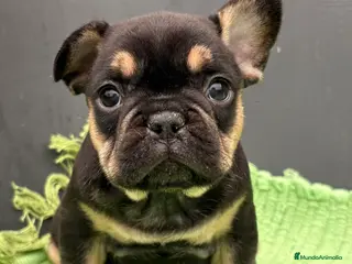 Bulldog Francés perros Bulldog francés exóticos - Anuncio 1