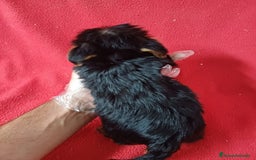 Yorkshire Terrier perros en venta: Yorkshire Mini  - Anuncio 4