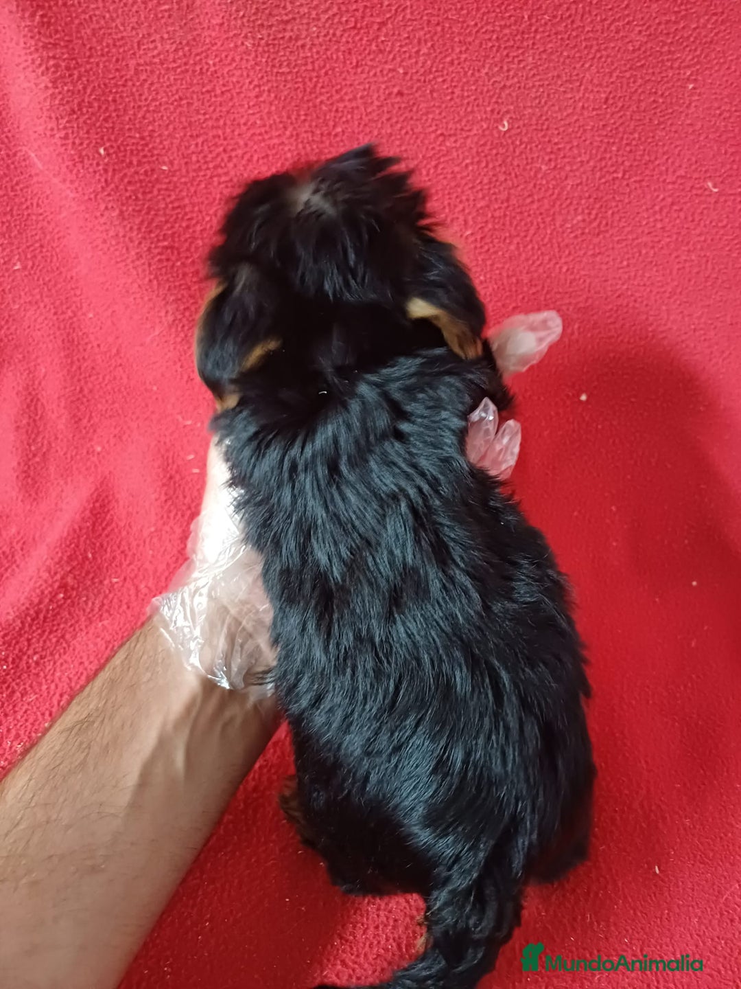 Yorkshire Terrier perros en venta: Yorkshire Mini  - Anuncio 4