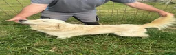 Golden Retriever perros en venta: Golden Retrevier - Anuncio 1