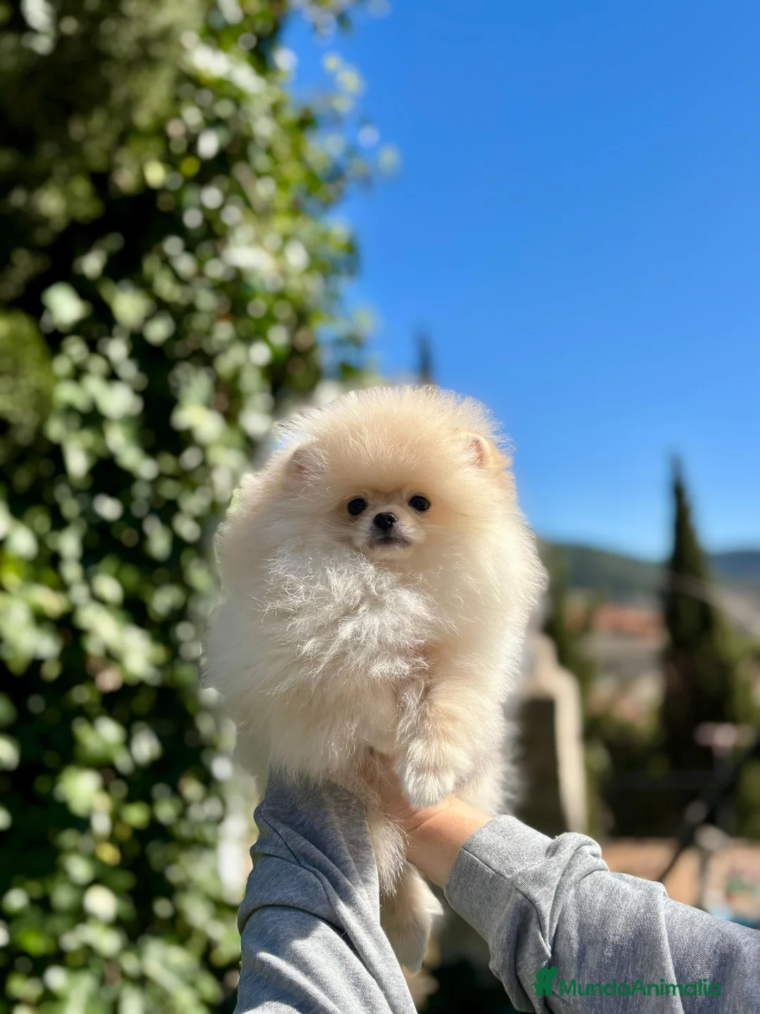 Pomerania perros en venta: Machito línea coreana  - Anuncio 2
