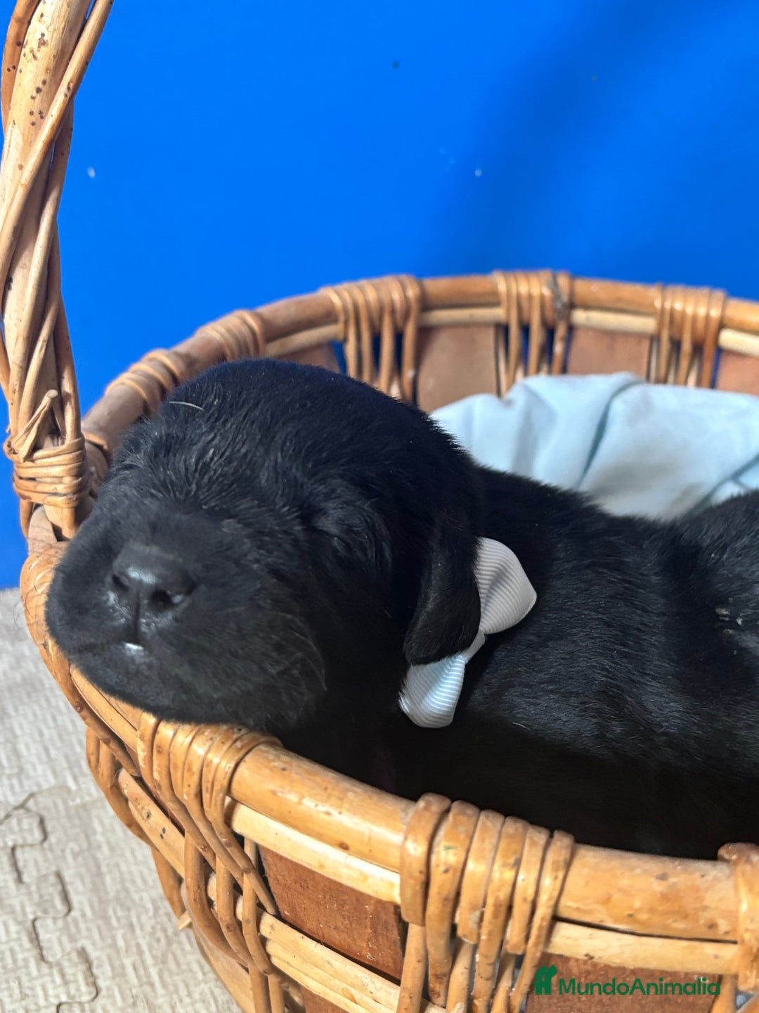 Labrador Retriever perros en venta: LABRADORES RETRIEVER - Imagen 9