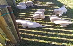 Golden Retriever perros en venta: Golden retriever - Imagen 5