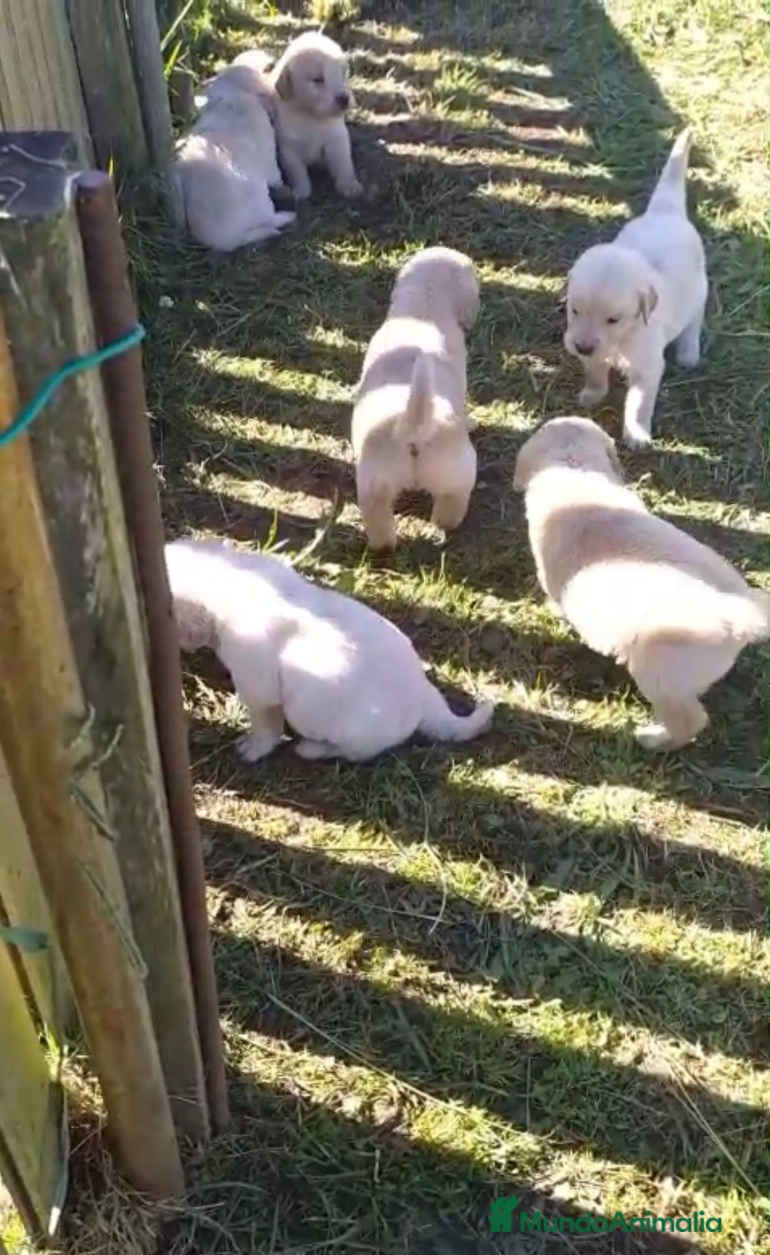 Golden Retriever perros en venta: Golden retriever - Imagen 5
