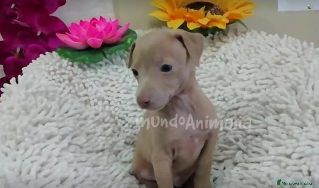 Imagen de galería {{count}}