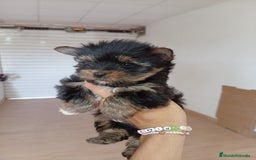 Yorkshire Terrier perros en venta: PRECIOSA PAREJA DE YORKSHIRE MINI TOY  - Imagen 2