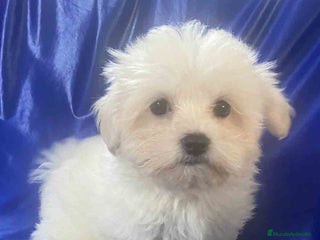 Bichón Habanero perros - Anuncio 10