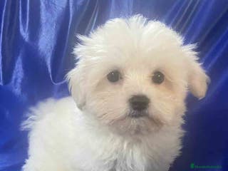 Bichón Habanero perros Havapoo Macho 1749 de Kis - Anuncio 16