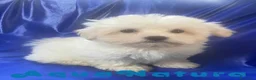 Bichón Habanero perros en venta: Havapoo Macho 1749 de Kis - Anuncio 1