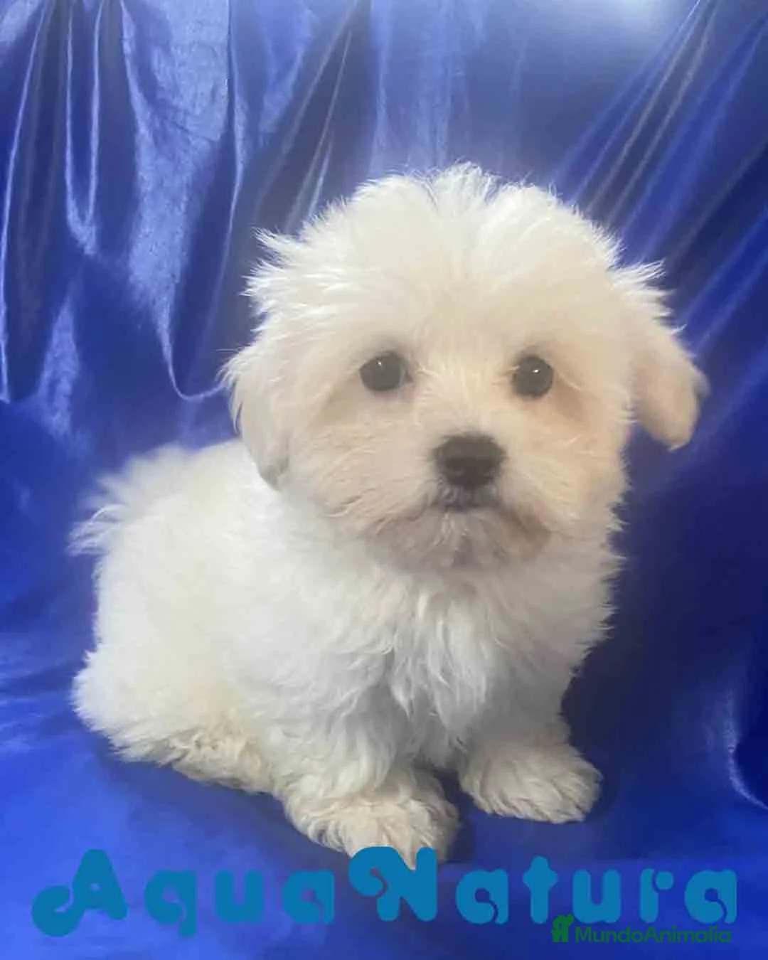 Bichón Habanero perros en venta: Havapoo Macho 1749 de Kis - Anuncio 1