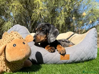 Teckel Miniatura perros TECKEL ARLEQUIN PLATA MINI - Anuncio 24