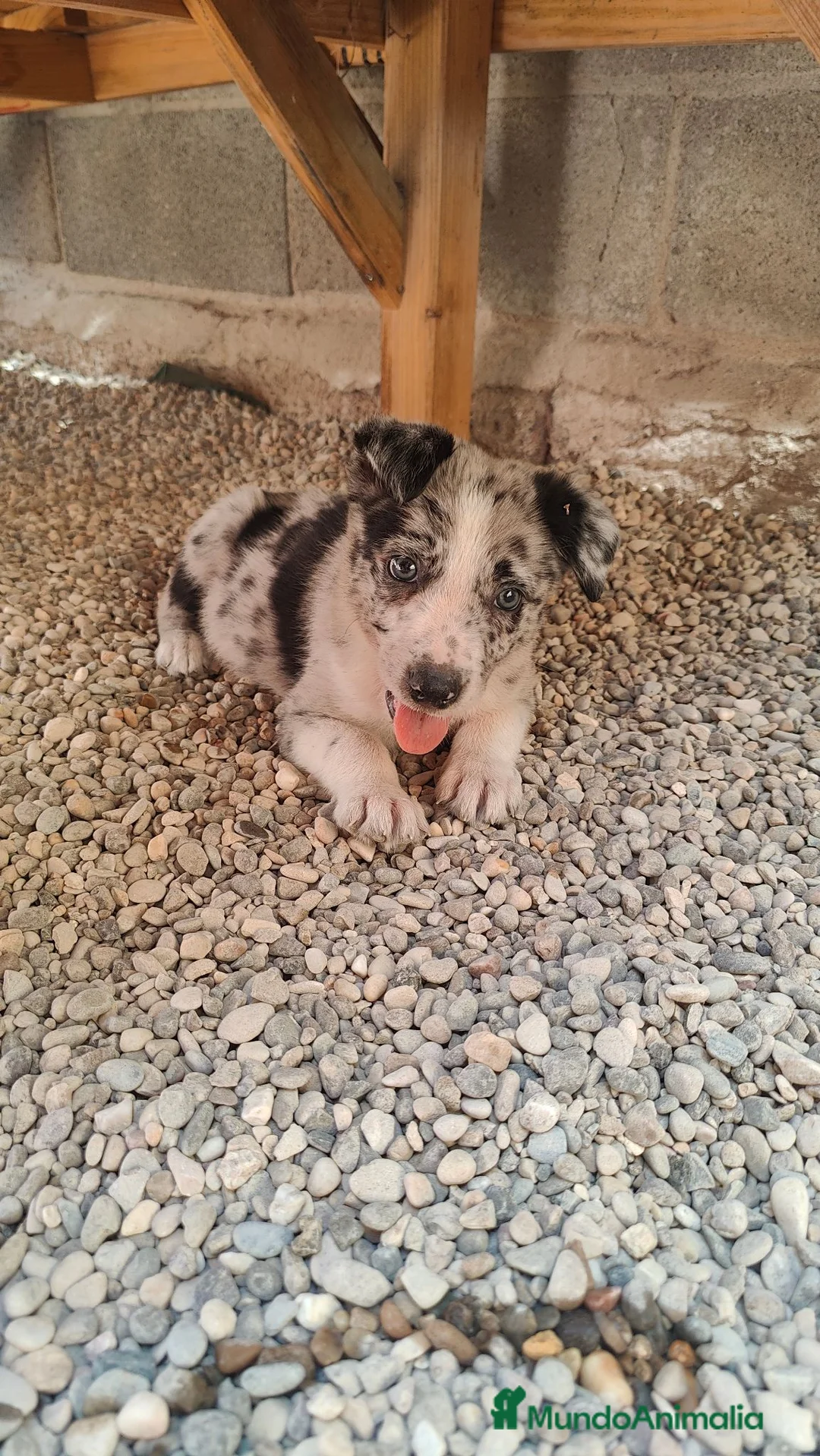 Border Collie perros en venta: Border Collie disponibles - entrega septiembre - Anuncio 2