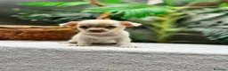 Chihuahua perros en venta: CHIHUAHUA-MACHO - Anuncio 10