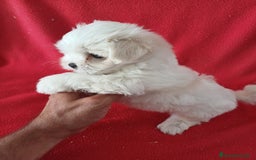 Bichón Maltés perros en venta: Bichon Maltés Americano  - Anuncio 2