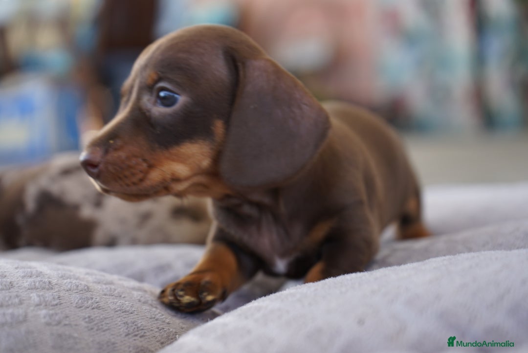 Teckel Miniatura perros en venta: ✨ Presentamos a Lola, teckel miniatura chocolate ✨ - Imagen 2
