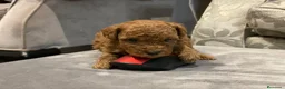 Caniche Toy perros en venta: caniche toy rojo en Murcia - Anuncio 4