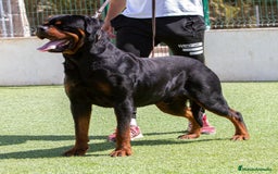 Rottweiler perros en venta: Cachorro de rottweiler  en Alicante - Imagen 5