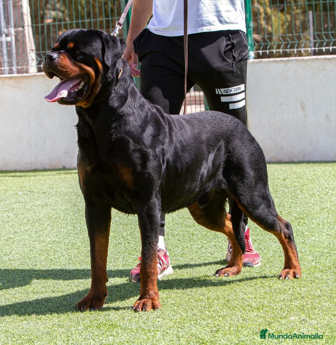 Rottweiler perros en venta: Cachorro de rottweiler  en Alicante - Imagen 5