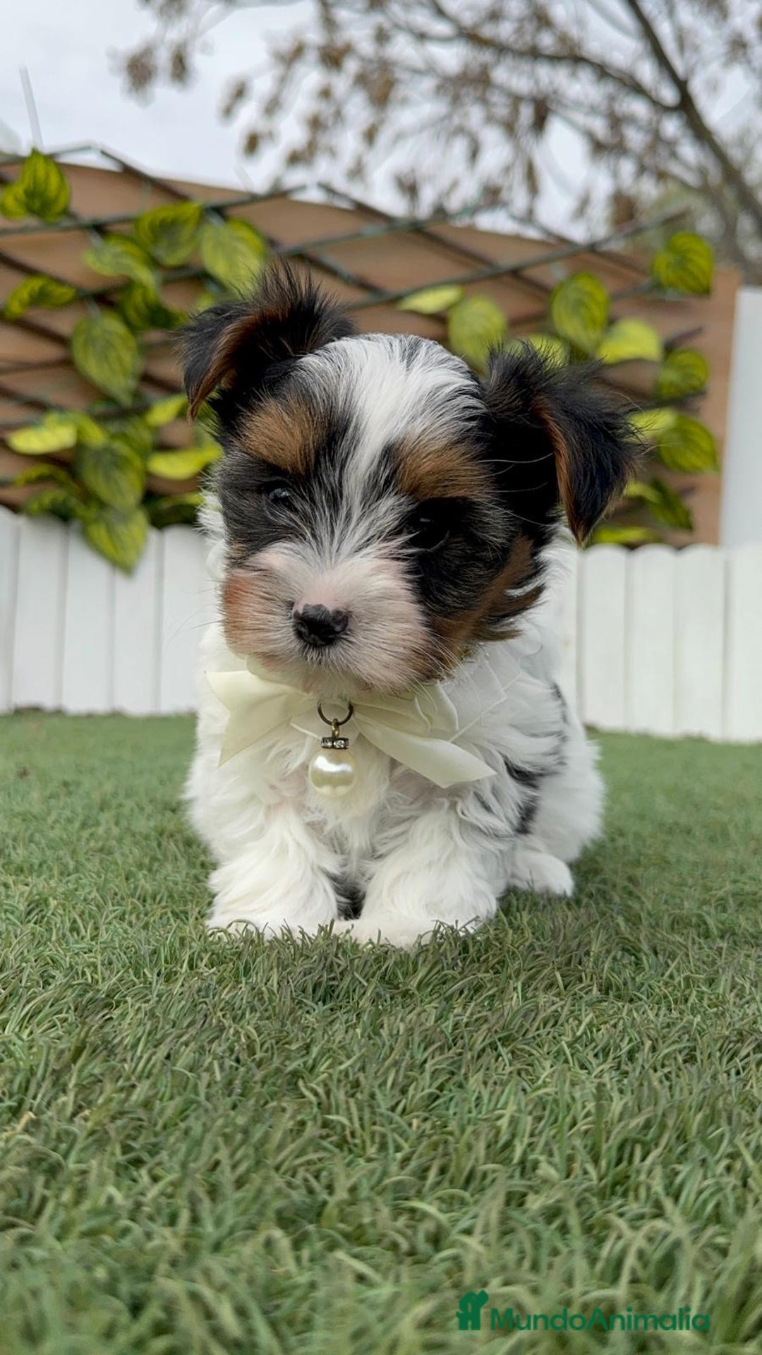 Yorkshire Terrier perros en venta: YORKSHIRE BIEWER - Anuncio 23