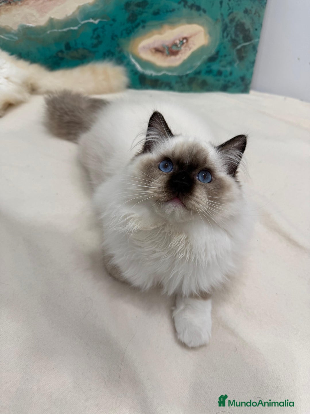 Ragdoll gatos en venta: Gatito Ragdoll Seal Mitted - Anuncio 5