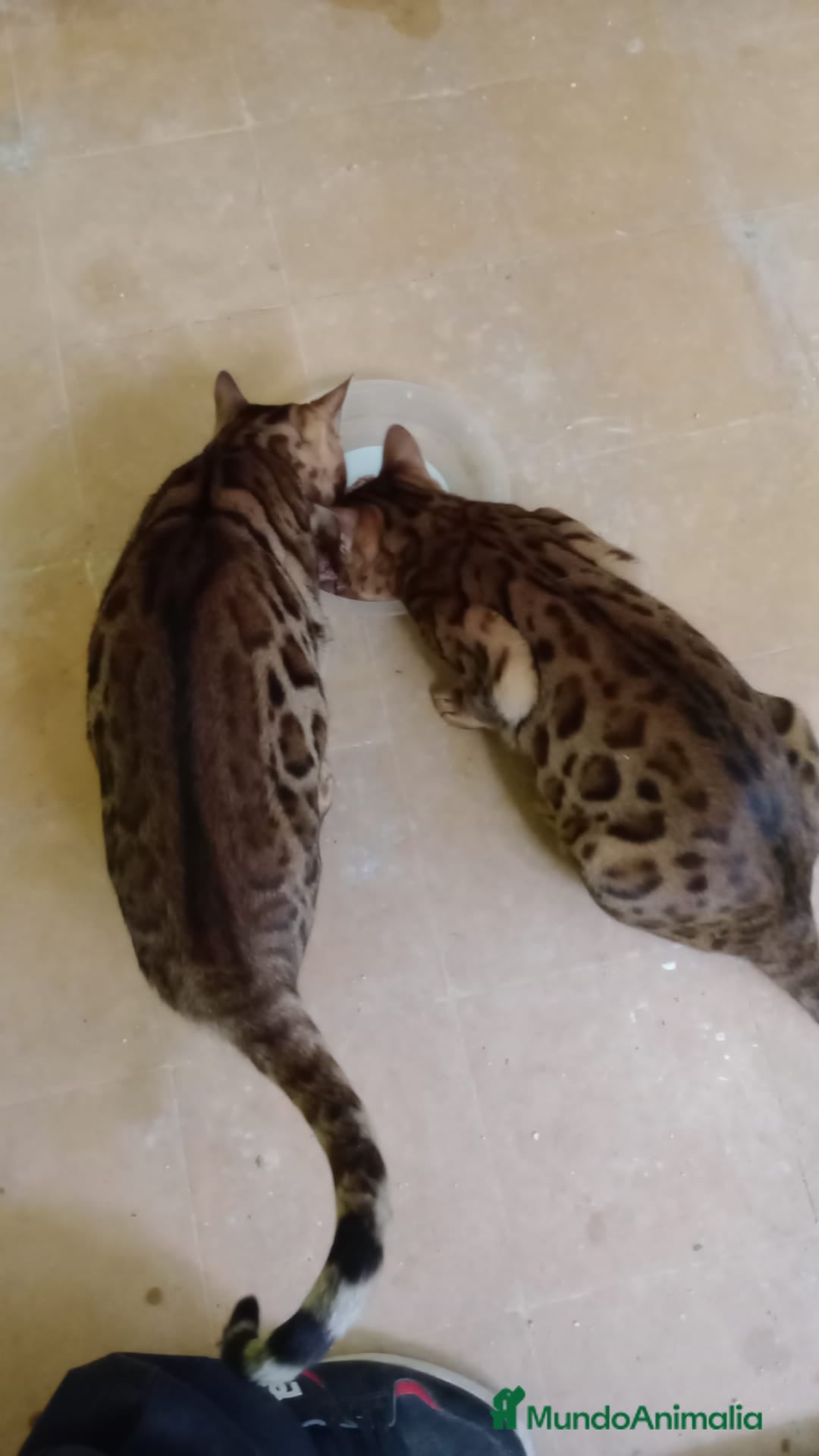 Bengalí gatos en venta: Gatos bengalis tienen 8 meses  - Anuncio 7