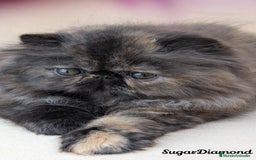 Persa gatos en venta: Persa Tortuga negra - Imagen 4