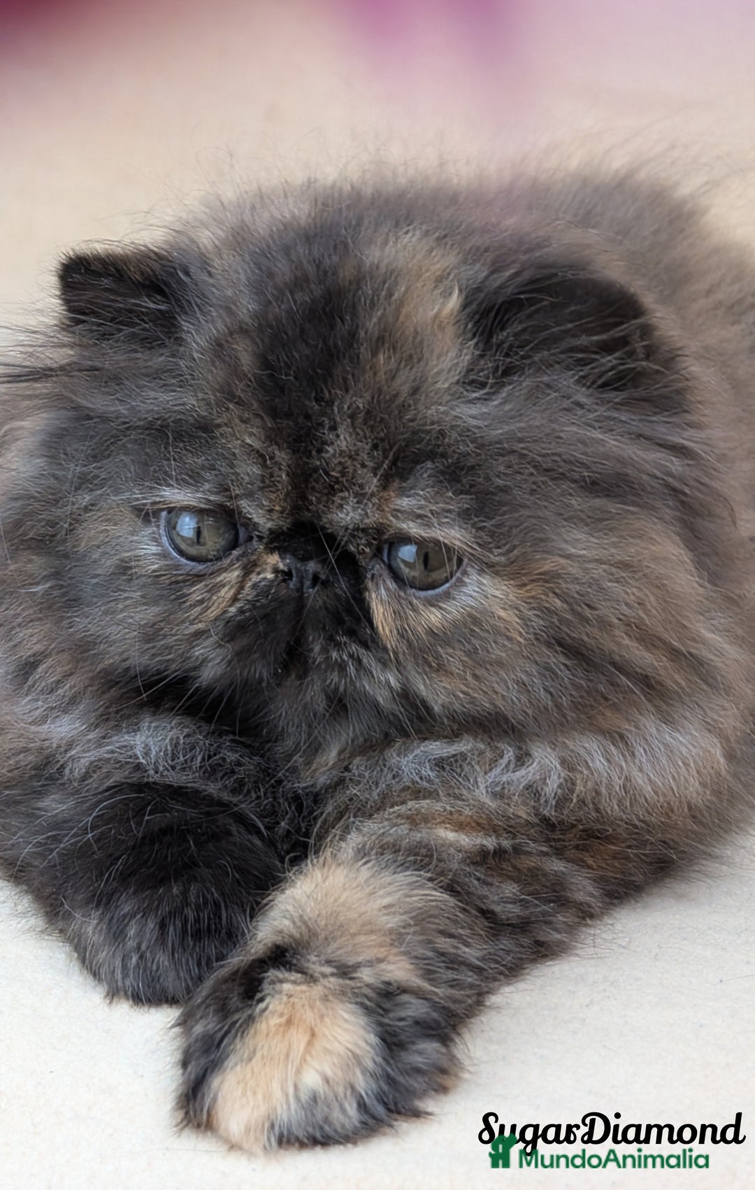 Persa gatos en venta: Persa Tortuga negra - Imagen 4