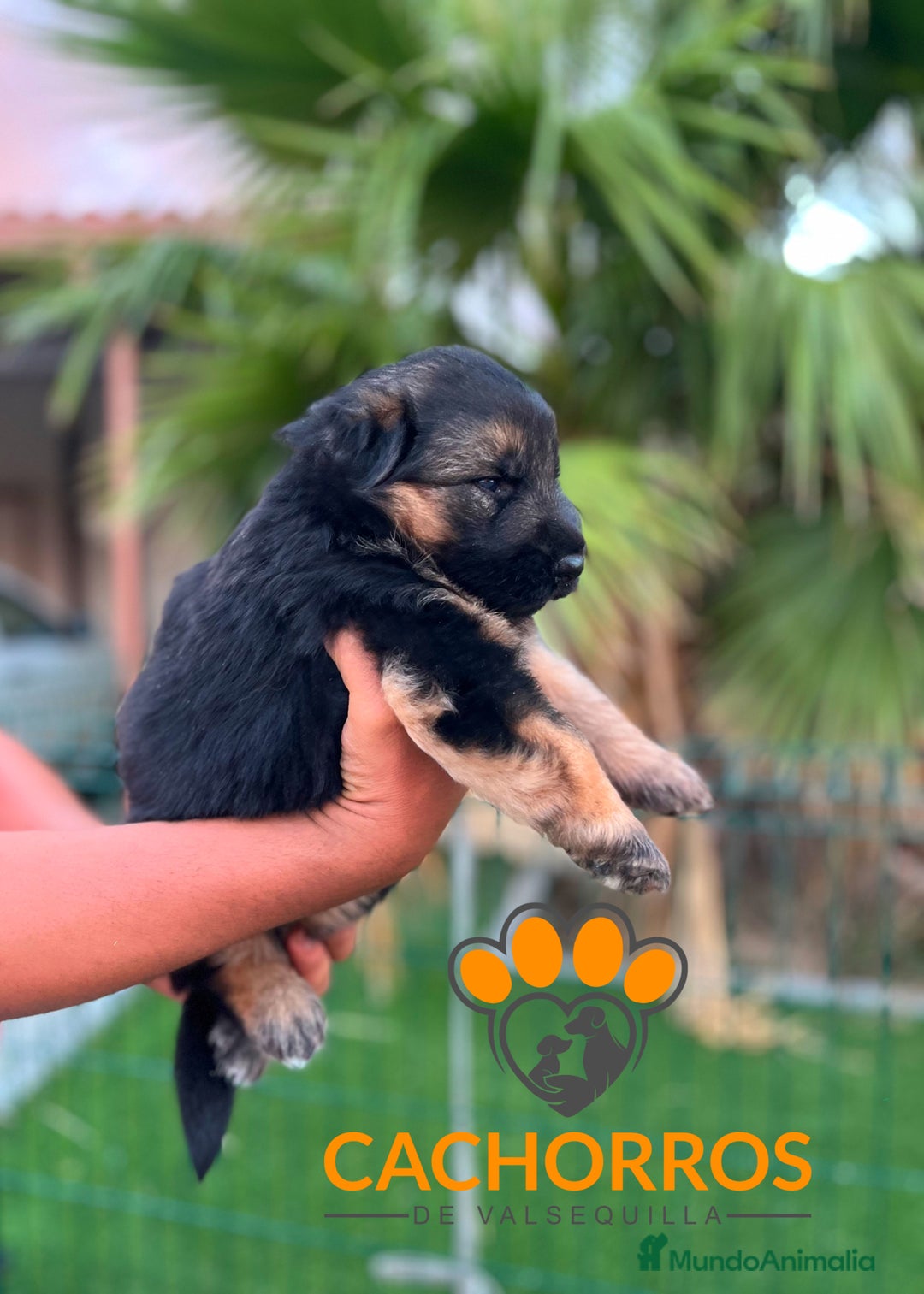 Pastor Alemán perros en venta: Pastor alemán  - Imagen 2