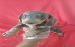 Teckel Miniatura perros en venta: Teckel Miniatura Blue  - Imagen 1