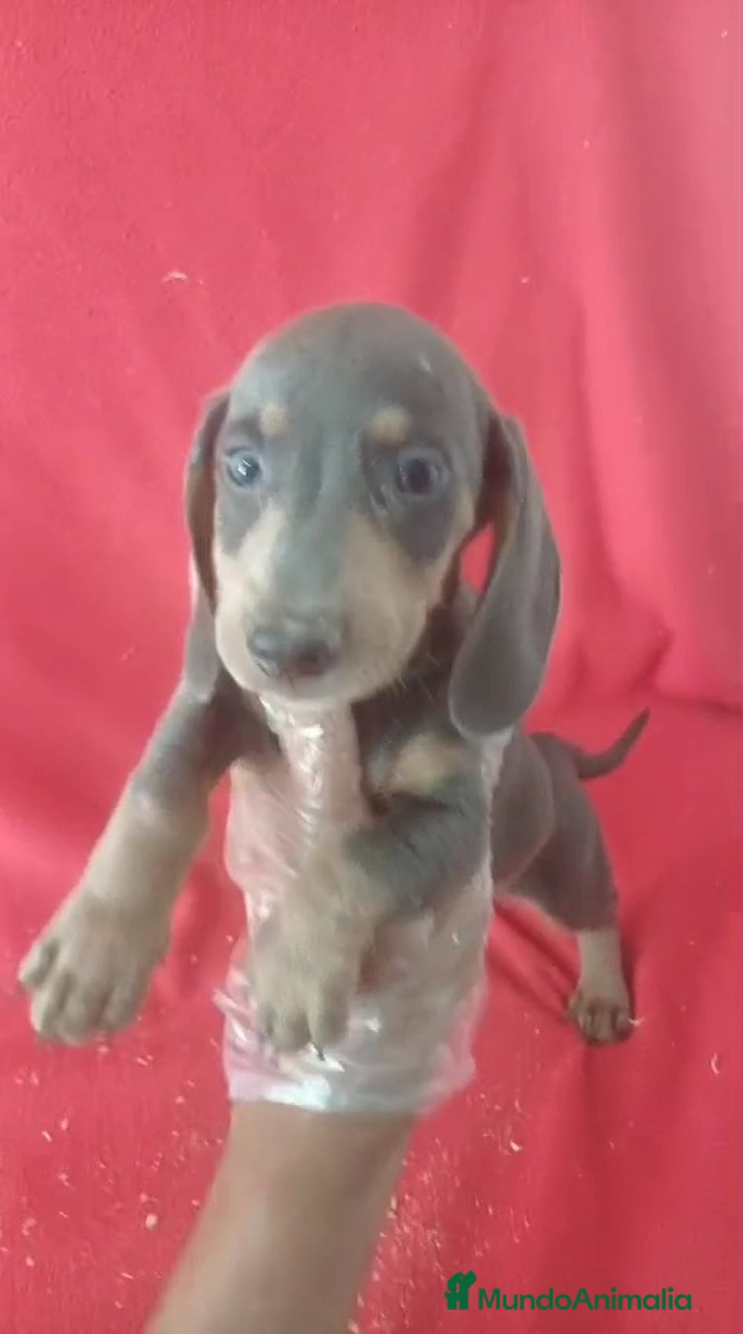Teckel Miniatura perros en venta: Teckel Miniatura Blue  - Imagen 1