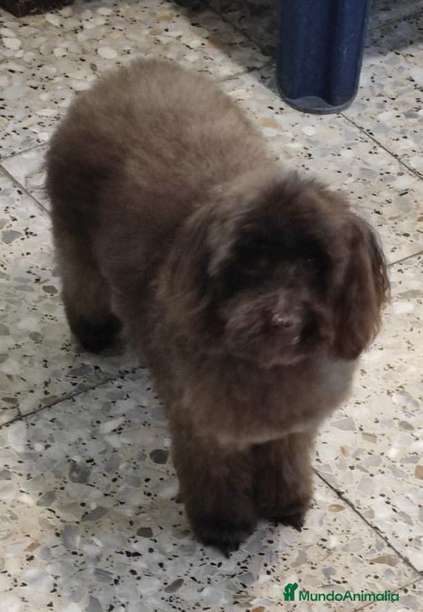 Caniche Toy perros Caniche toy hembra negros - Anuncio 1