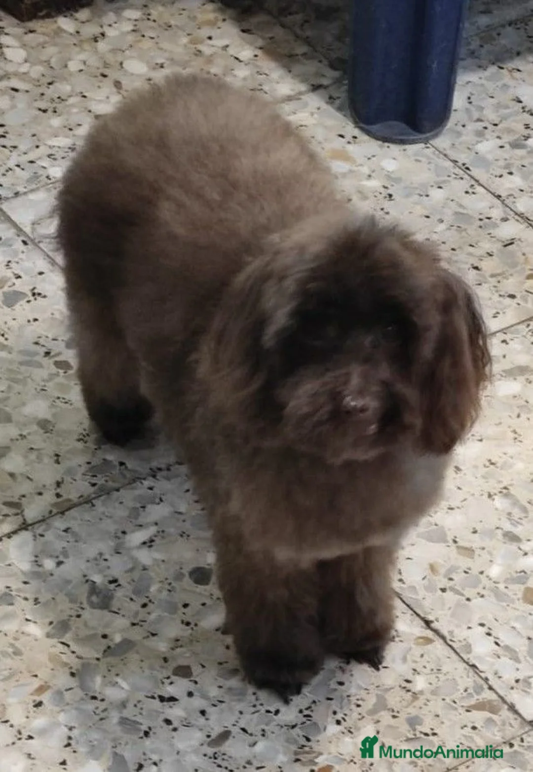 Caniche Toy perros en venta: Caniche toy hembra negros - Anuncio 1